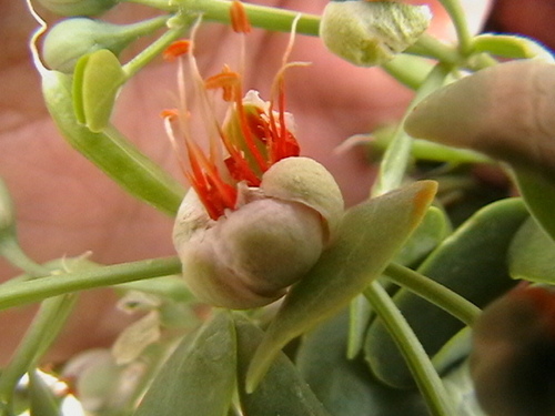 Syrian bean-caper