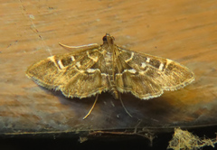 Diathrausta