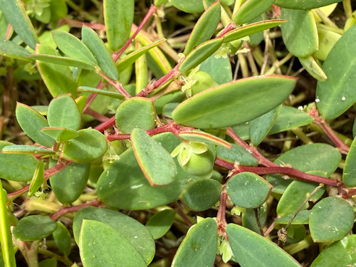 Synostemon bacciformis, 2025-11-25