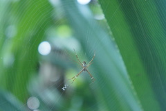 Argiope dang