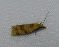 Phtheochroa vitellinana