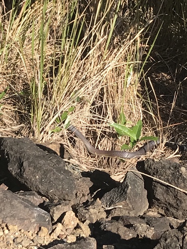 Lesser Black Whipsnake sighting