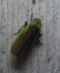 Ponana