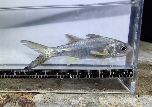 Bamin (Polydactylus plebeius) — Polynemidae