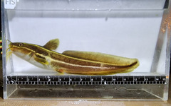 Striped Eel Catfish
