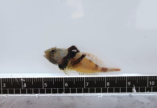 Slender fringed sculpin (Porocottus leptosomus) — Cottidae — 2