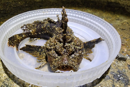 Scorpionfish (Inimicus japonicus) — Synanceiidae — 2