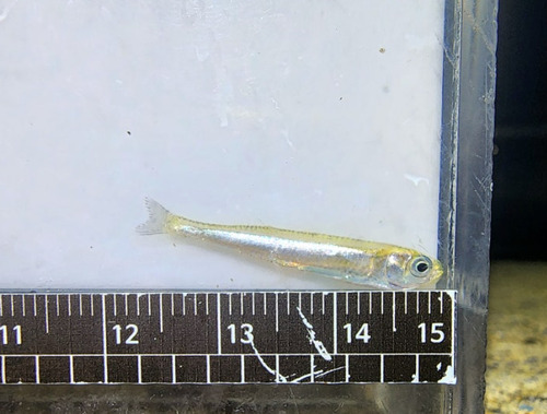 Hypoatherina observed 2025-08-26