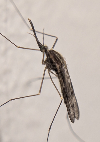 Unknown species found near Madisonville, TN 37354, USA