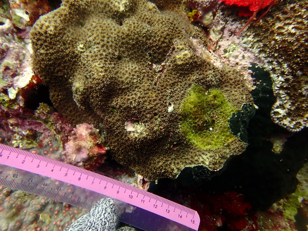 lesser valley coral (Platygyra pini)