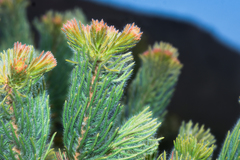 Adenanthos cygnorum