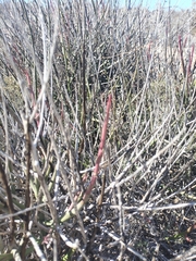 Euphorbia ceroderma, photograph author not stated, no rights reserved