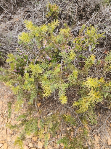 Blue Hakea (Hakea lehmanniana)