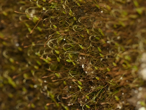 Representative image of Campylostelium