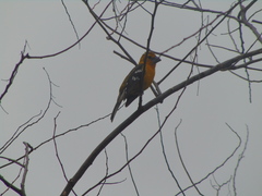 Pheucticus chrysogaster