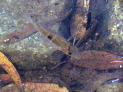 Gymnogeophagus meridionalis