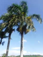 Roystonea borinquena