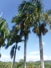 Roystonea borinquena