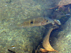 Gymnogeophagus meridionalis