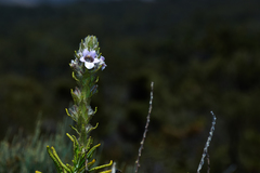 Hemiphora bartlingii