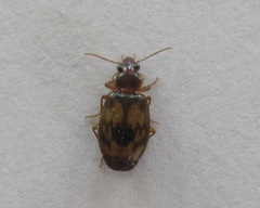 Philophlaeus luculentus