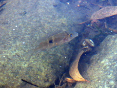 Gymnogeophagus meridionalis