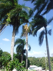 Roystonea borinquena