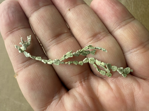 Halimeda gracilis observed 2025-11-25