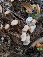 Clitocybe californiensis