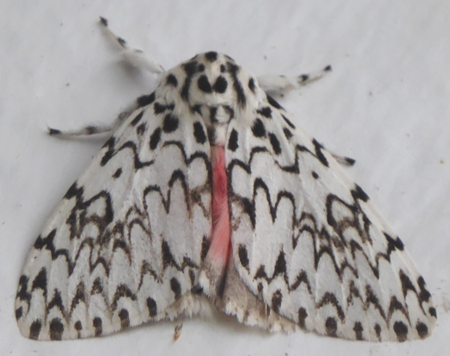 Lymantria subrosea