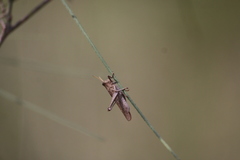 Schistocerca impleta