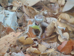Stenocercus iridescens