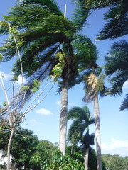 Roystonea borinquena