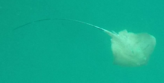Hemitrygon fluviorum