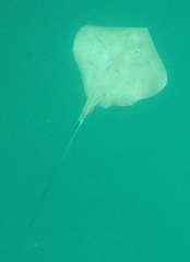 Hemitrygon fluviorum