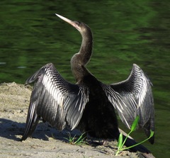 Anhinga anhinga leucogaster