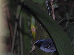 Myrmoborus myotherinus