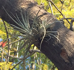 Tillandsia fasciculata