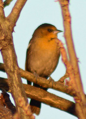 Icterus abeillei