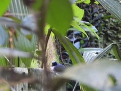 Myrmoborus myotherinus