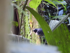 Myrmoborus myotherinus