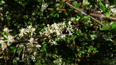 Olearia virgata