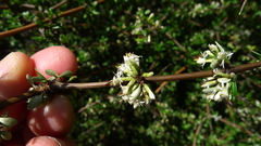 Olearia virgata