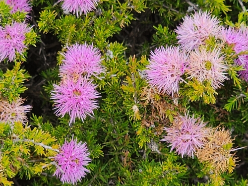 Melaleuca jonesii, photograph 4