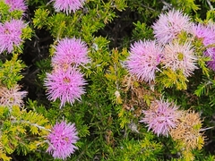 Melaleuca jonesii, photograph (c) Belinda Forbes, some rights reserved (CC BY)