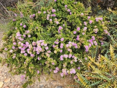 Melaleuca jonesii, photograph (c) Belinda Forbes, some rights reserved (CC BY)