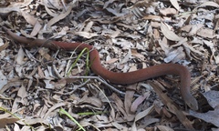 Pygopus lepidopodus