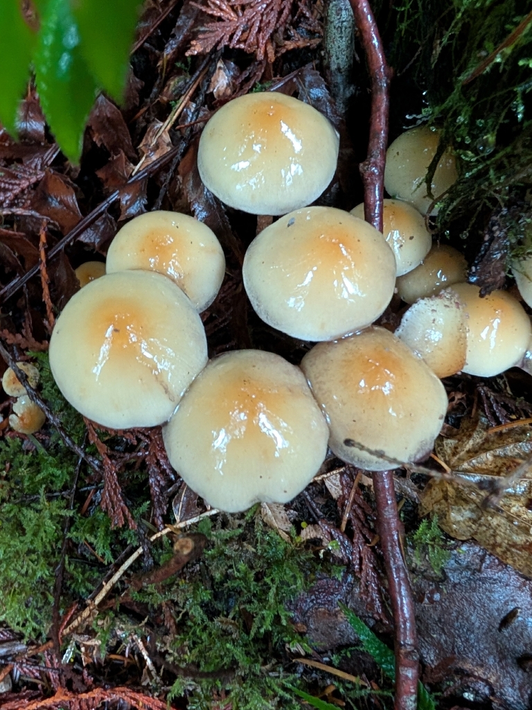 Hypholoma capnoides · November 2025 · photo: © criminy (iNaturalist, cc-by)