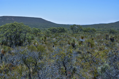 Hemiphora bartlingii