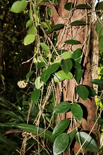 Hoya nicholsoniae observed 2025-11-17
